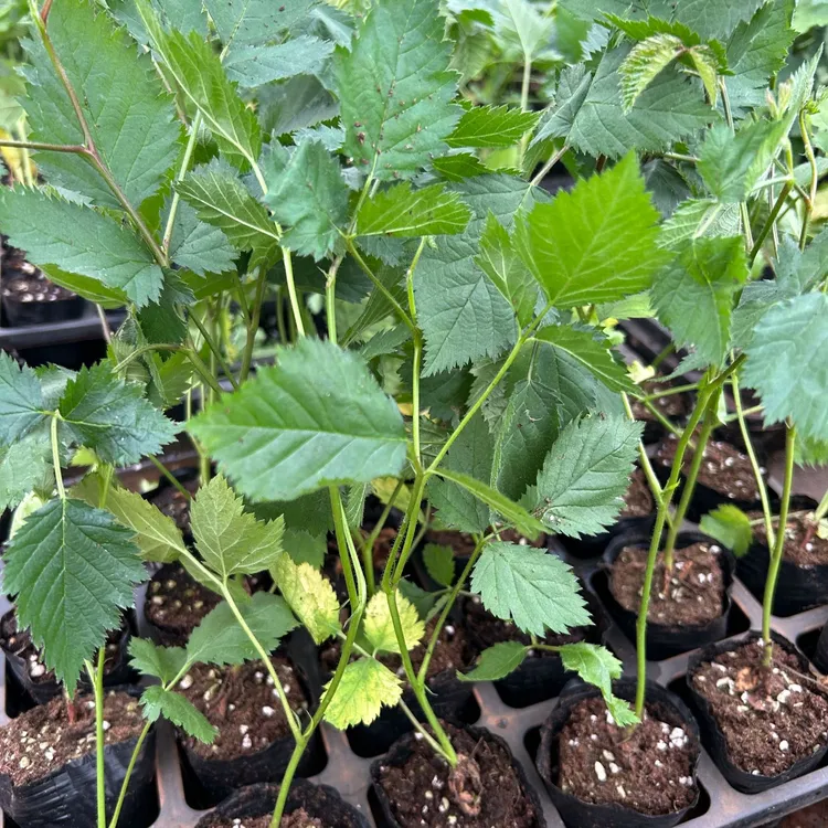 爬藤树莓苗南北方种植室内外庭院盆栽地栽双季果树苗当年树莓树苗