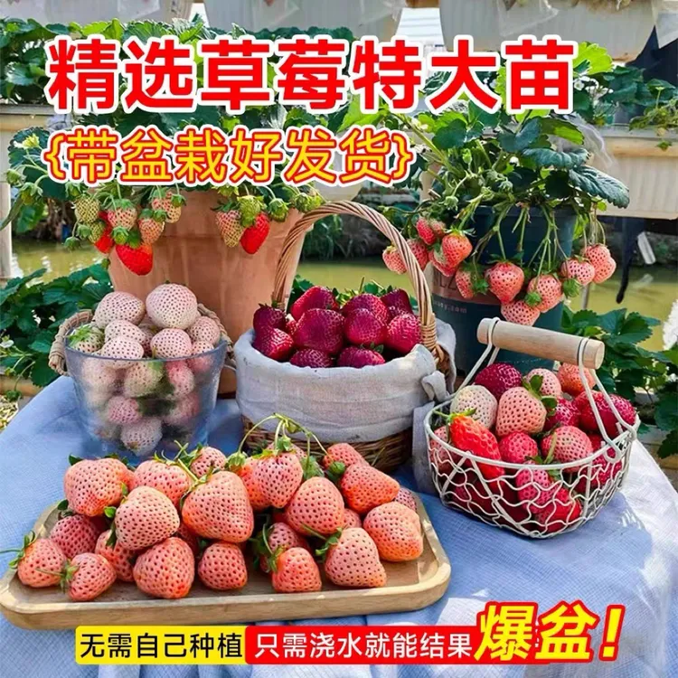 原土带盆栽好草莓苗建德白露黑珍珠宁玉草莓精品苗家庭阳台盆栽