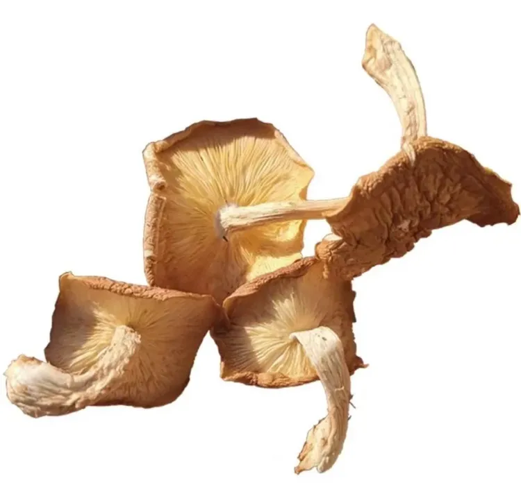 云南高山特产  野生香蕈  农家采摘晾晒干货