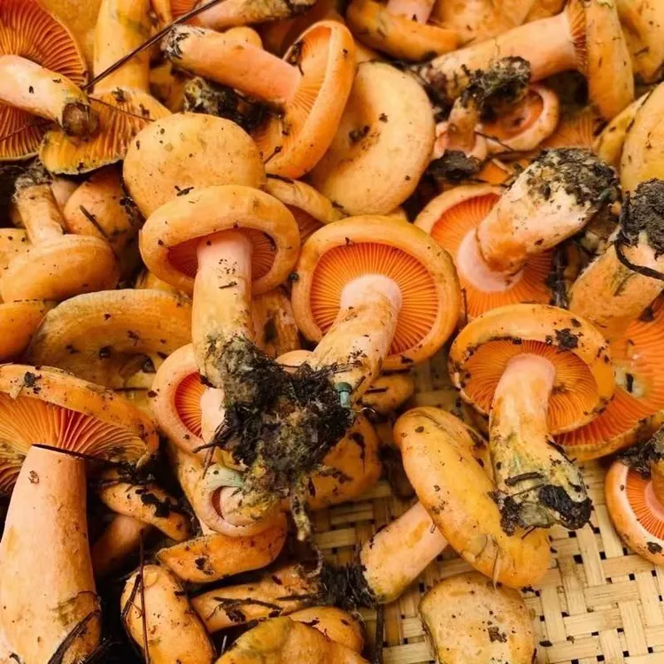 有货新鲜松树菌乌枞菌黄枞菌又名重阳菌寒菌雁来蕈乳松菌现采现发