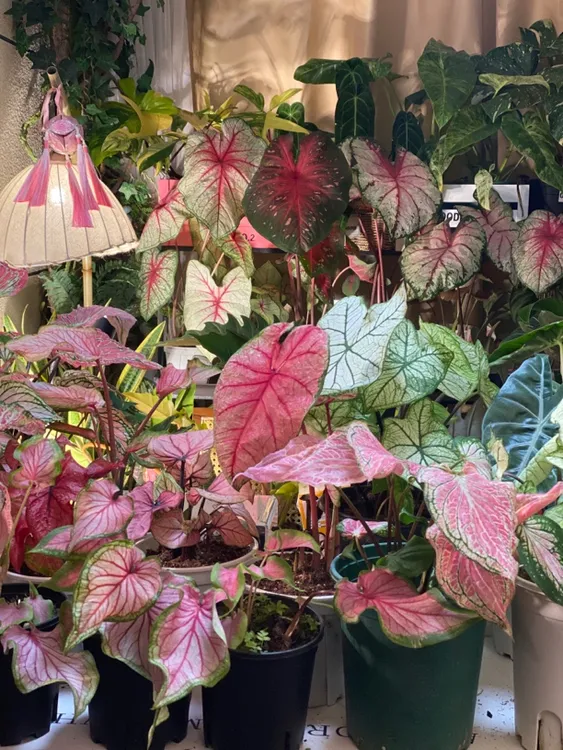 泰彩 彩叶芋一物一拍，植物特殊，发货容易消耗，不包叶损