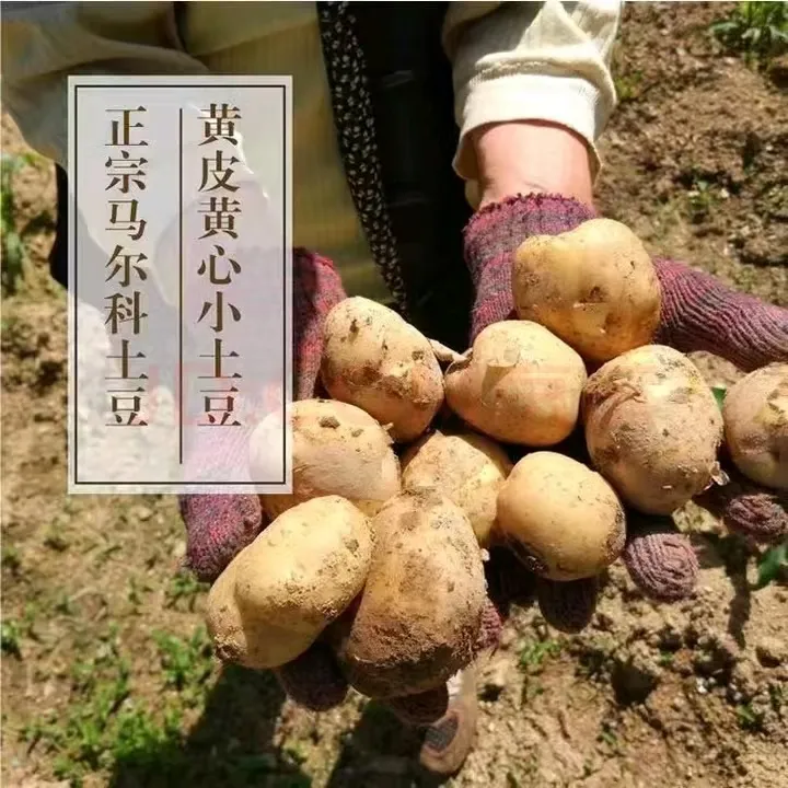 【两斤试吃】正宗恩施马尔科富硒小土豆湖北恩施特产粉糯面可炒炖烤