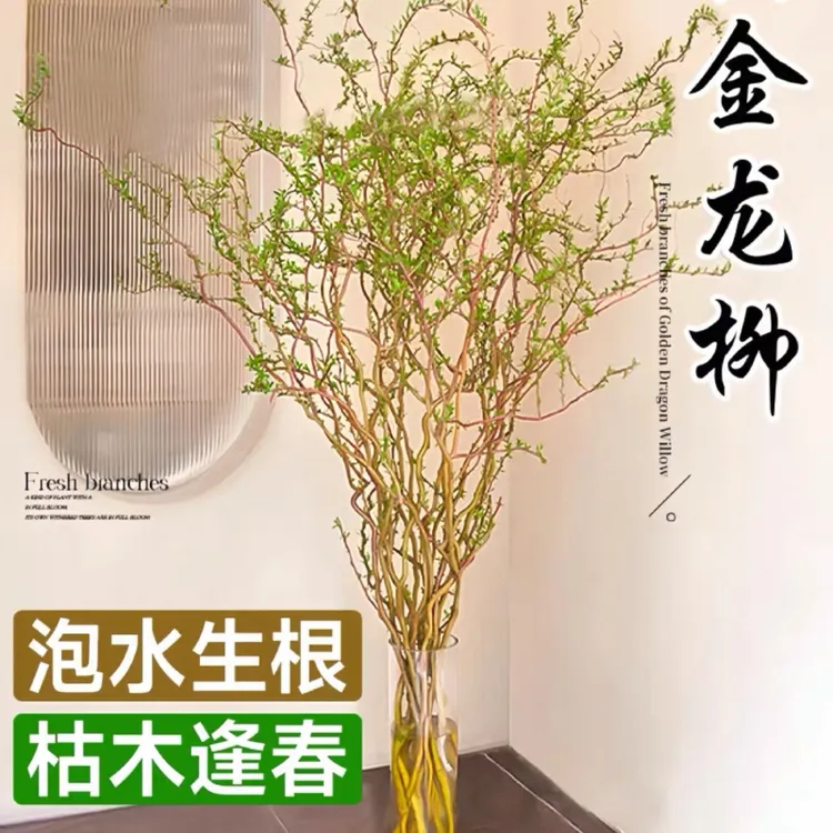 【1.4-1.6】金丝楠藤水培黄金龙柳鲜支泡水生根发芽懒人绿植好养活