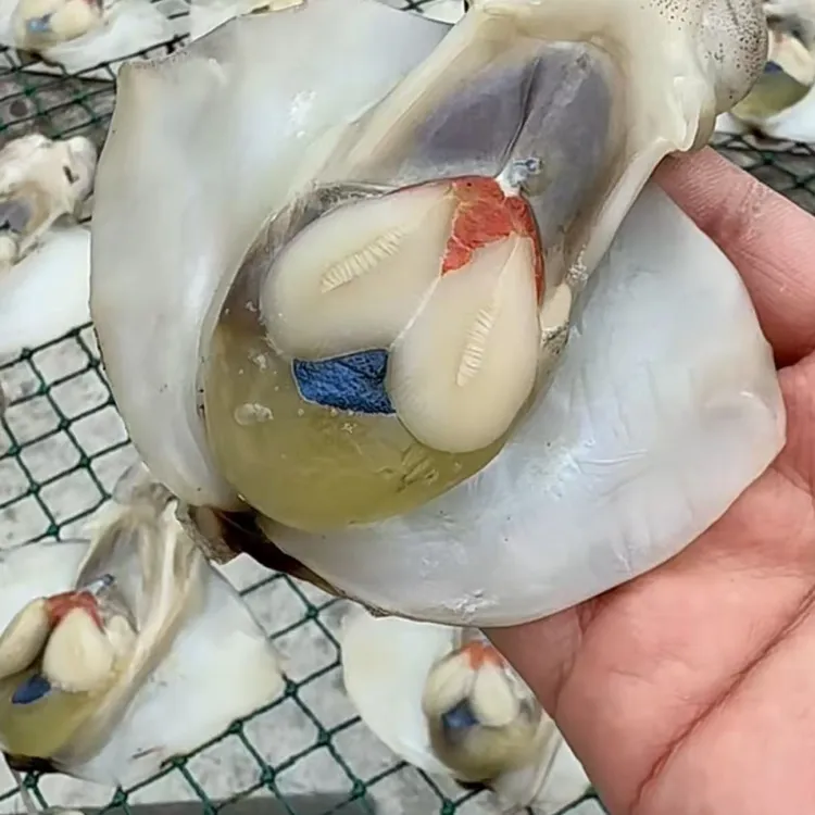 舟山海鲜小船货小乌贼门子（两包-五包）