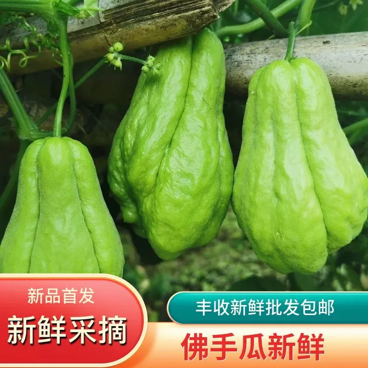 云南高山农家种植现摘新鲜佛手瓜炒菜炖汤鲜嫩可口