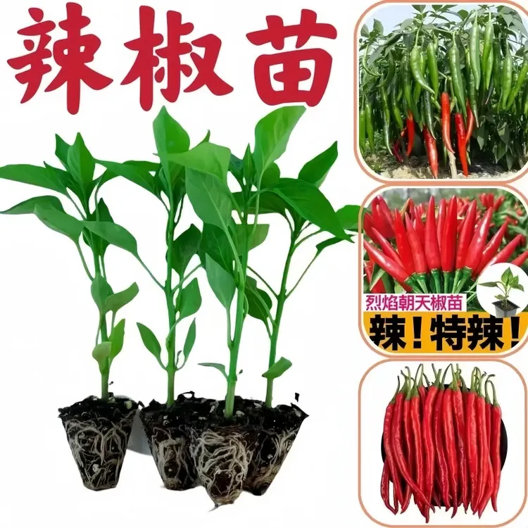 辣椒苗带土发货螺丝牛角椒高产线椒四季蔬菜秧苗薄皮椒小米辣