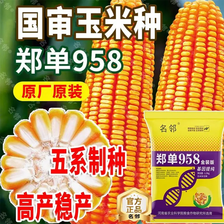 郑单958玉米种子正品抗旱矮杆高产双棒早熟品种