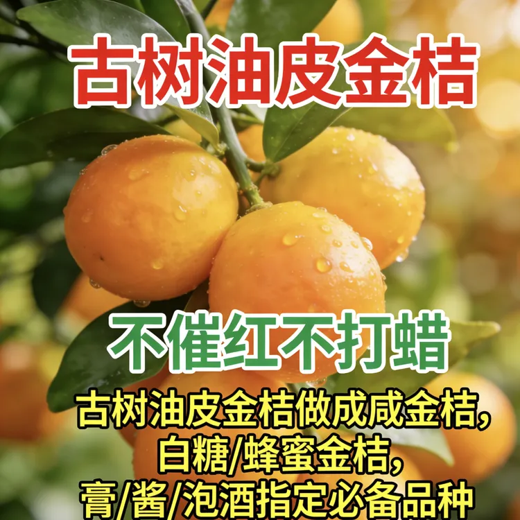 阳朔油皮金桔 酸甜爽口腌制泡酒熬膏必备现摘现发不打蜡不催熟