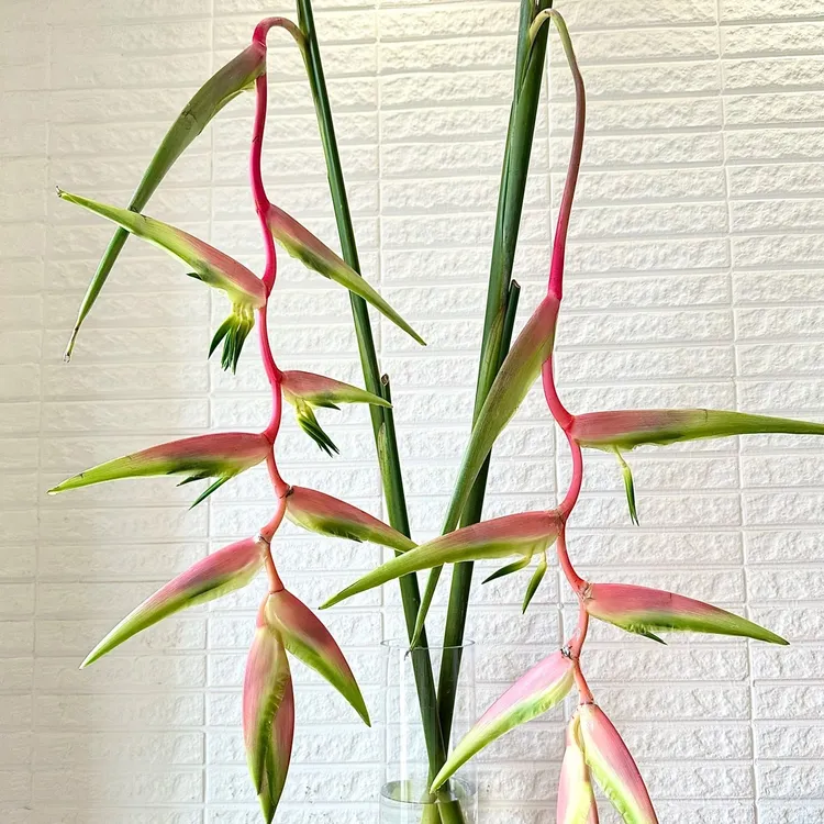 云南鲜花吊鸟鲜切花室内水培植物家用插花云南直发吊鸟鲜花新鲜