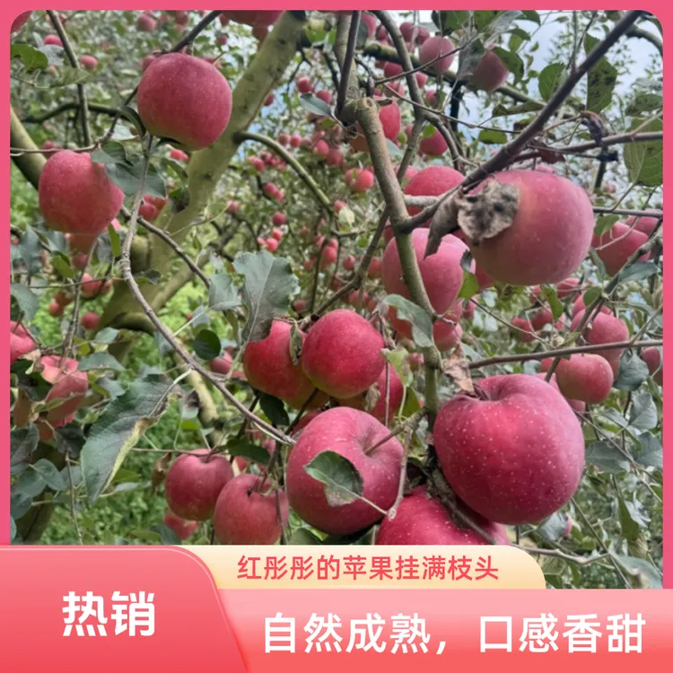 四川汉源冰糖心苹果红富士新鲜脆甜多汁现摘包邮
