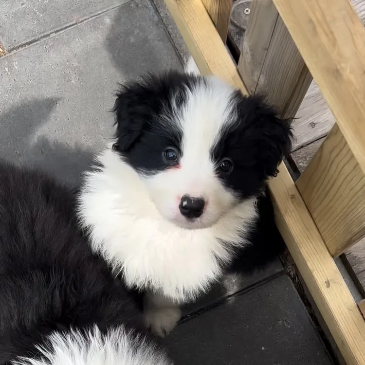 边境牧羊犬幼犬家庭活体出售