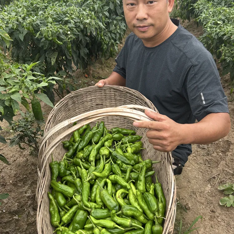 湖北荆州本地秋辣椒