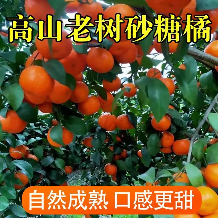 【坏果包赔】正宗广西金秋砂糖橘鲜甜多汁新鲜水果橘子薄皮小桔子