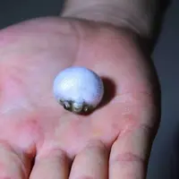 网红潜水艇小河豚金娃娃