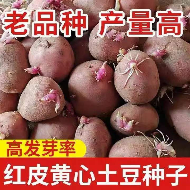 正宗红皮黄心早熟土豆种子农家自种马铃薯种蔬菜种子洋芋红皮土豆