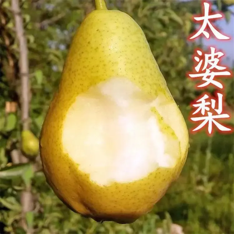 太婆梨苗茄梨嫁接果树苗当年结果香蕉梨苗大头巴梨香软梨酥梨树