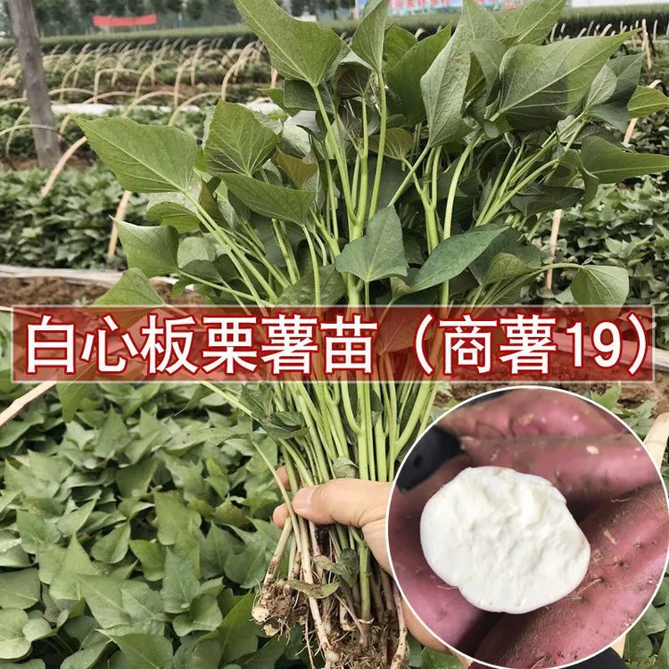 白心板栗薯商19红薯秧苗地瓜原种高产白心红薯苗干粉甜地瓜番薯苗