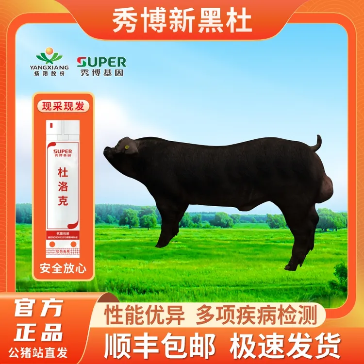 秀博秀博猪精新黑杜洛克纯种黑毛公猪原种二元母猪种公猪猪精液