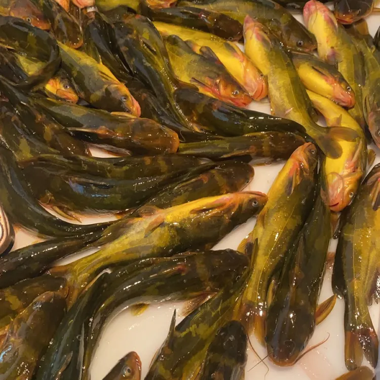 嘎牙鱼8斤包邮冻好发货，圆通快递到货及时取货