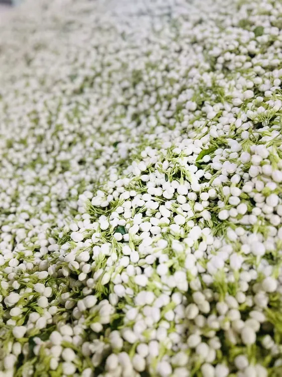 广西横州市原产地新鲜茉莉花苞现摘茉莉花手串甜品摆摊原材料