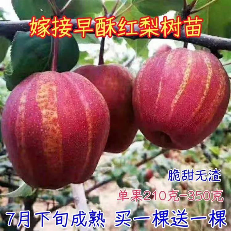 梨树苗嫁接早酥红梨苗彩虹梨树苗南北方山坡丘陵平原种植当年结果