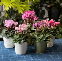 【李先生】（紫风铃）一代微型精致仙客来带花带花苞发货
