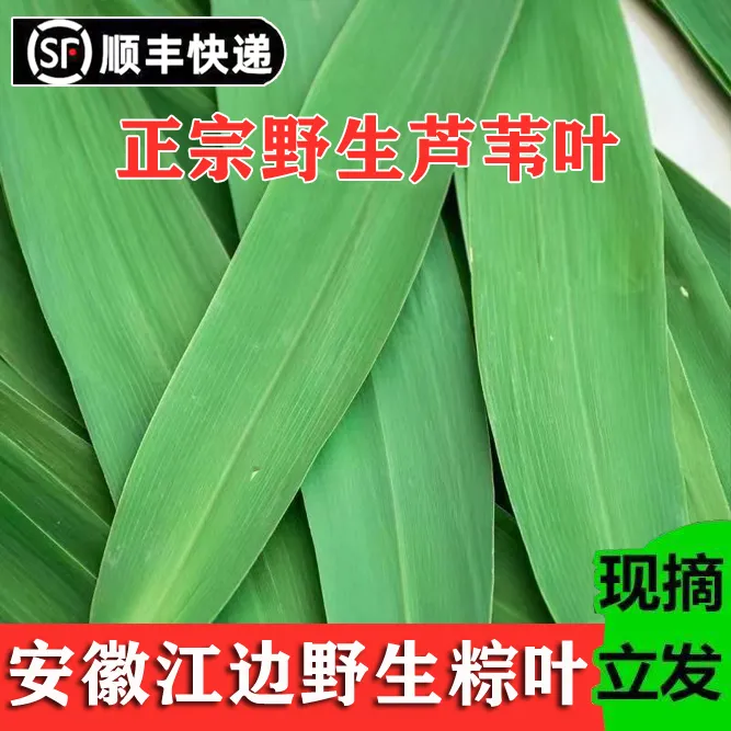 新鲜天然粽叶新鲜野生芦苇叶现摘现发粽子叶野生大粽叶【顺丰包邮】