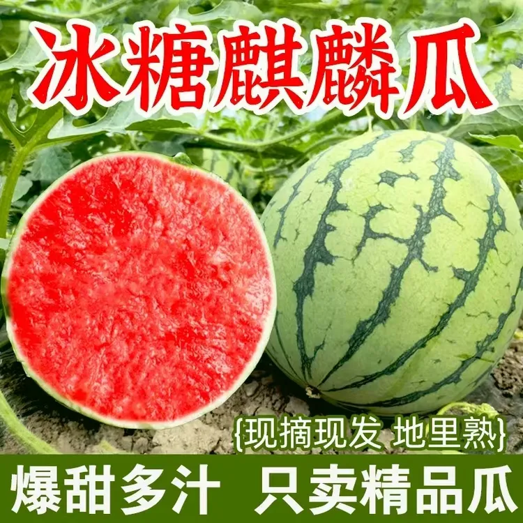 （农家新鲜现摘）大棚麒麟美都西瓜5-10斤、脆甜多汁。非普通麒麟西瓜