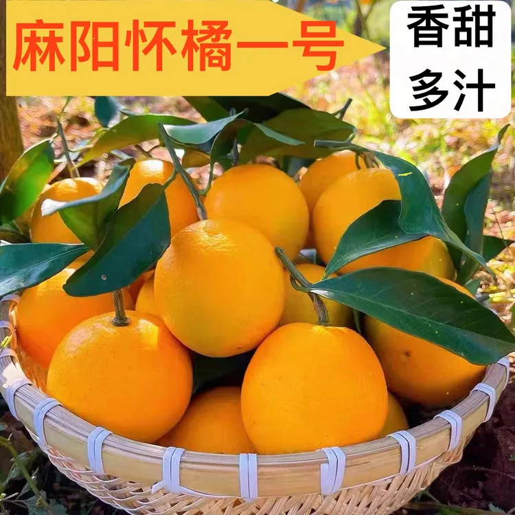 【麻阳怀橘一号冰糖橙】新鲜现摘现发湖南麻阳冰糖橙新品种包邮