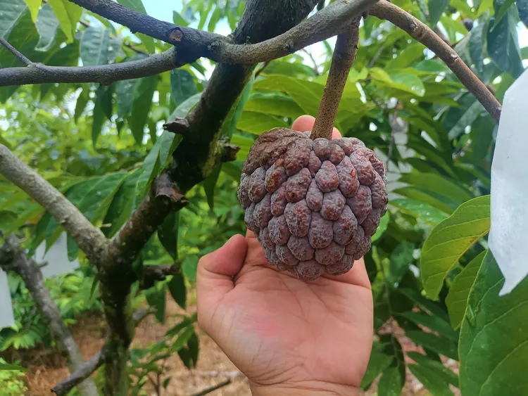京东包邮玫瑰释迦果热带新鲜应季高端水果