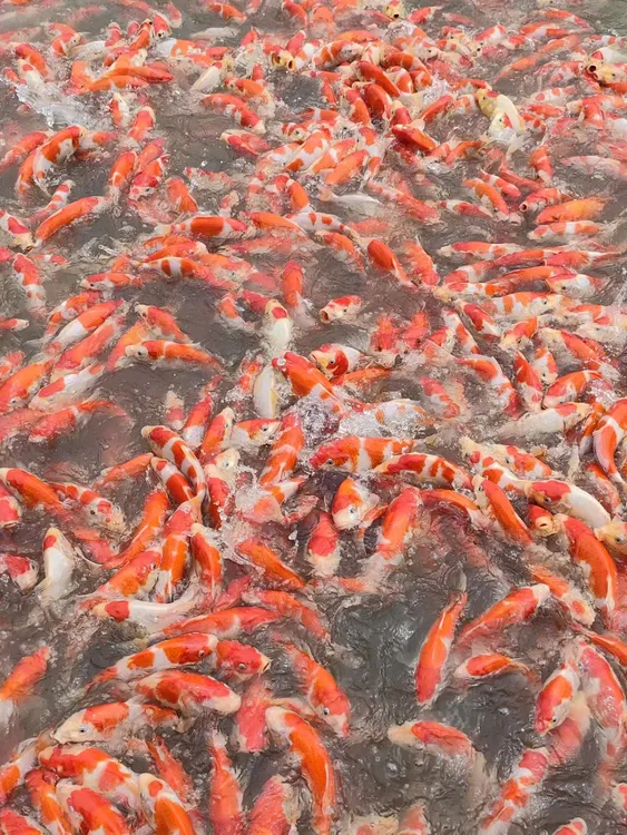 捡漏血统锦鲤盲盒活体性价比超高高档36～39公分观赏鱼发2条包邮