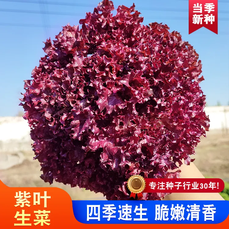 【ZS】厂家正品紫叶生菜种籽紫色沙拉菜意大利生菜春夏阳台庭院商品图
