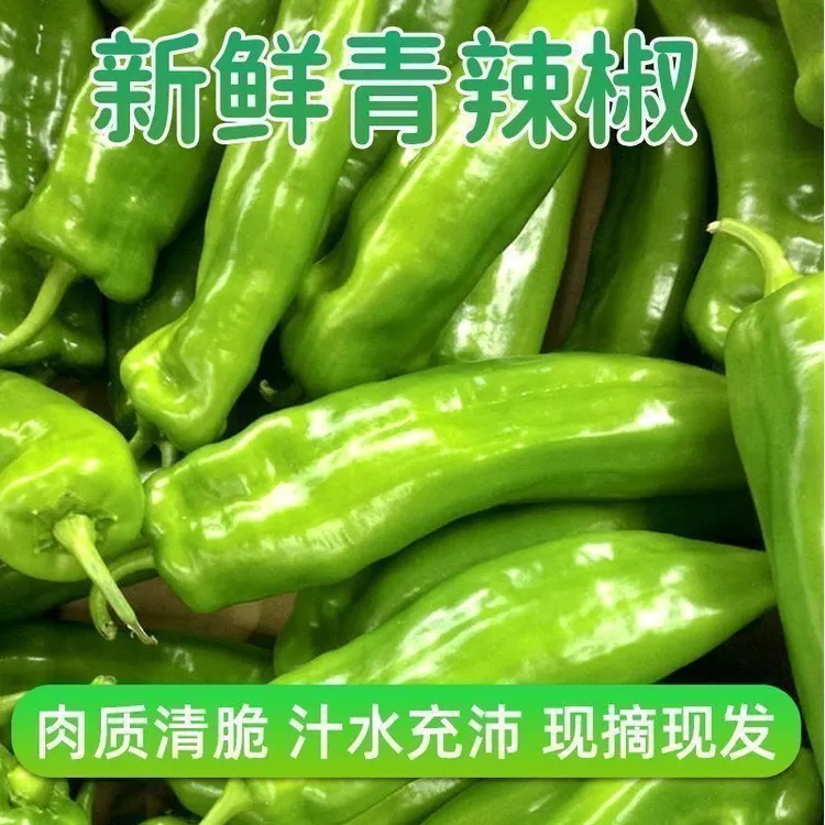 【微辣】新鲜现摘薄皮微辣青椒小皱皮农家自种应季蔬菜二炮青椒