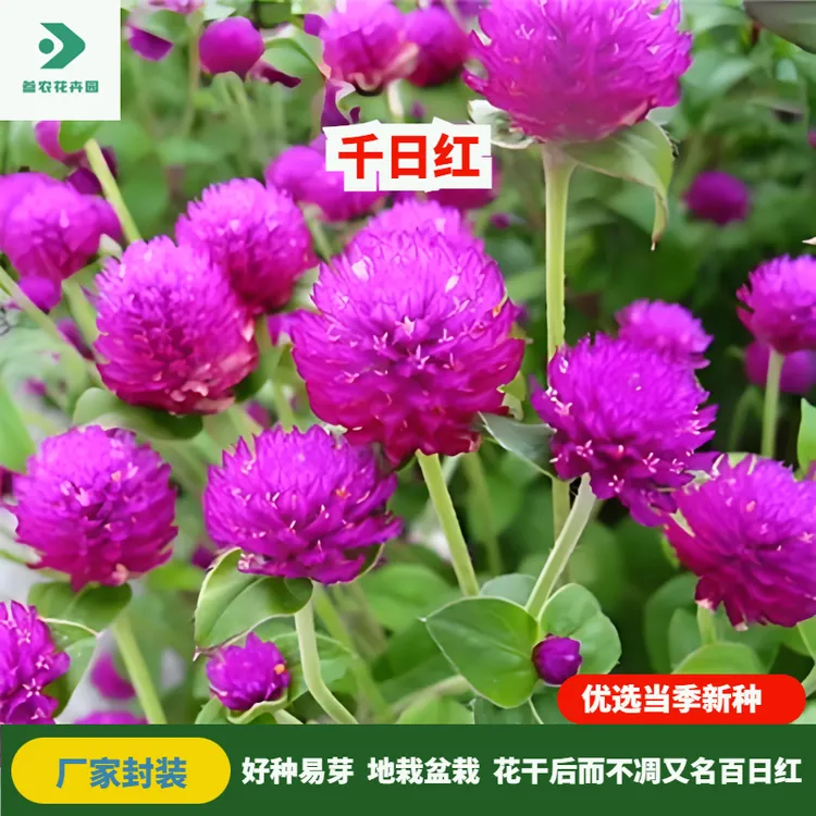 千日红种子百日红火球花籽四季阳台小院种子盆栽庭院花园种子花卉