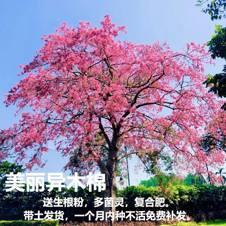 美丽异木棉树苗大腹木棉红花木棉庭院绿化花树风景树大肚子美人树