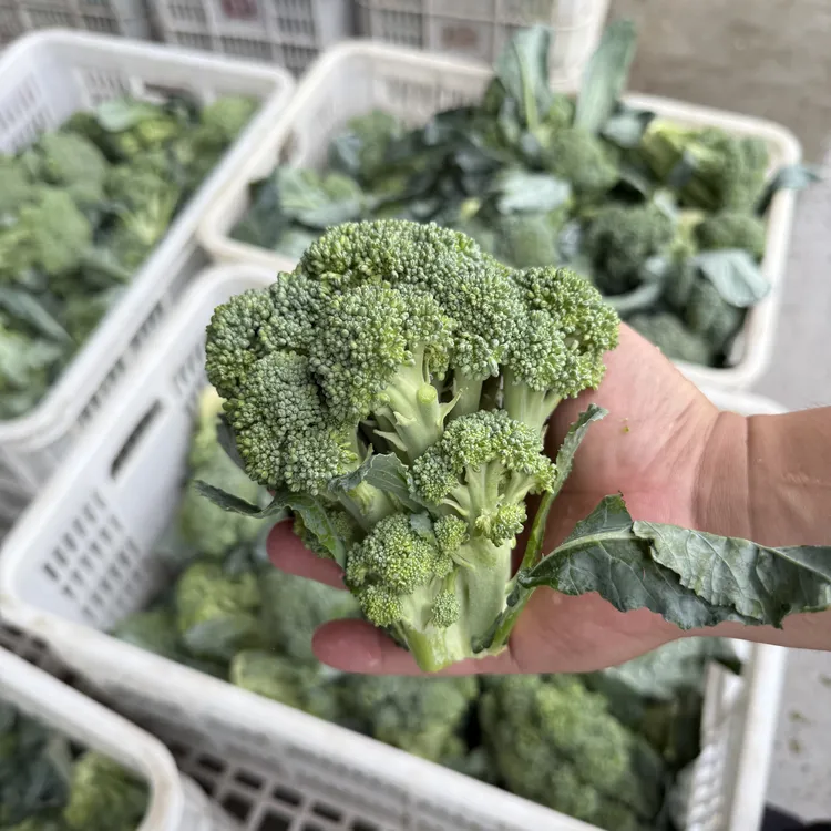 【农户自留地】苏北露天种植西兰花苔新鲜蔬菜顺丰发货头茬小颗型