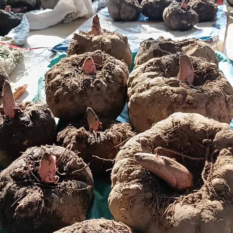 城步黑杆花魔芋果现挖新鲜魔芋10斤包邮