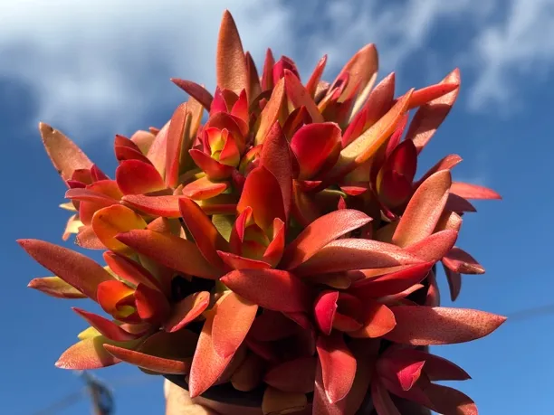 火祭  云南基地直发带盆土发货耐晒