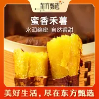 东方甄选自营蜜香禾薯饱满香甜蔬菜红薯坏果包赔顺丰3/4.5斤装