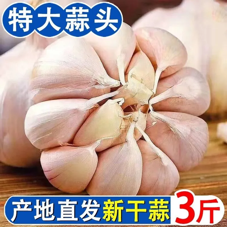 今年新干蒜5斤大蒜头农家新大蒜头正宗紫白皮大蒜当季蔬菜整箱批