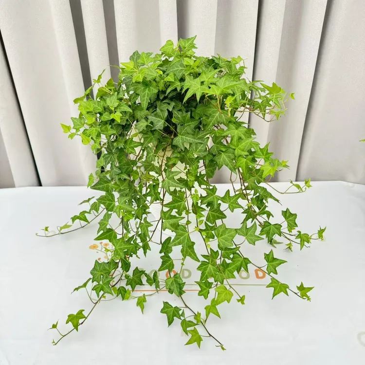 常春藤吊兰室内外垂吊绿植可水培土培净化空气四季常青植物盆栽花