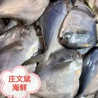 【庄文斌码头海鲜】新鲜野生银鲳鱼，无冰衣，一包500克到手5包！