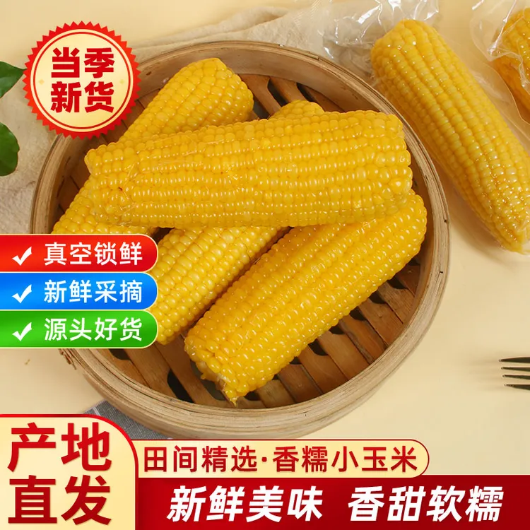 【试吃2根】25年8根头茬东北头茬黄糯玉米软糯香甜KX