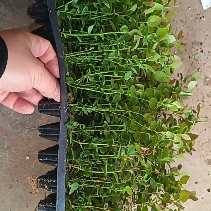 (十颗苔藓苗)蓝莓苗花香25组培苔藓苗耐寒纯甜好养果树苗丰产推荐