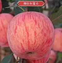 【坏果包赔】烟台红富士苹果栖霞自然成熟脆甜多汁产地直发