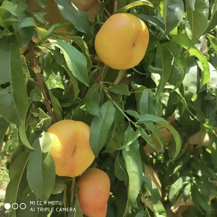 山西运城彩虹油蟠桃新鲜现摘香甜多汁软硬两吃夏日水果