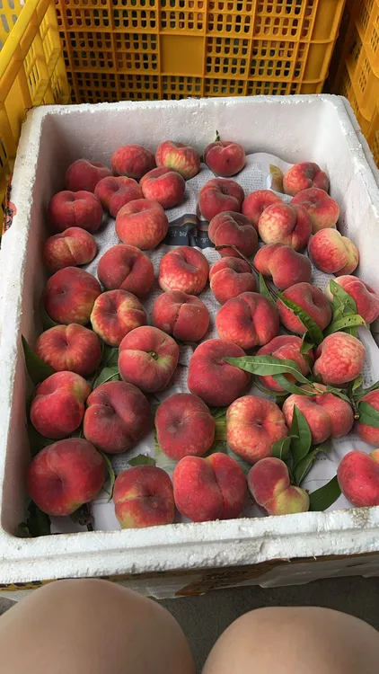 文明本地蟠桃新鲜采摘脆甜多汁应季水果