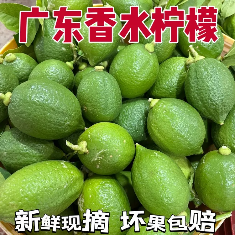 广东新鲜香水柠檬果园现摘现发商用批发一级二级奶茶店专用水果