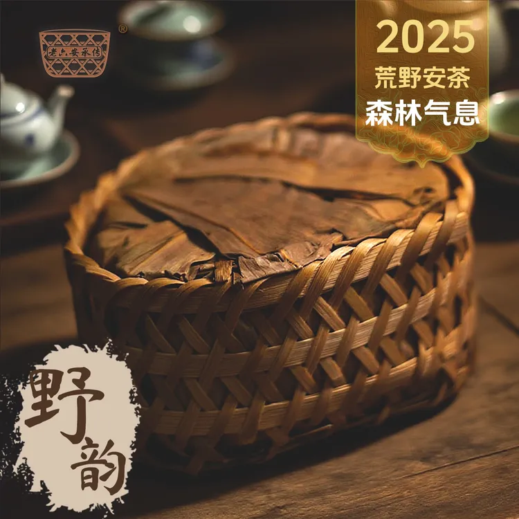 【2025荒野安茶】深山密林的野茶树 野韵花香馥郁小乔木祁门安茶