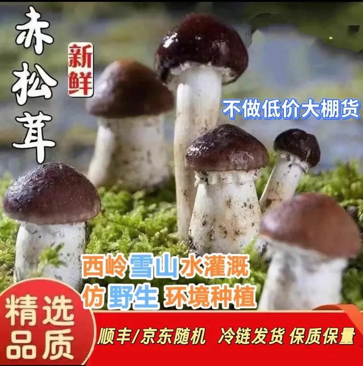 顺丰/京东不做低价大棚货打药货高原新鲜赤松茸新鲜蘑菇姬松茸